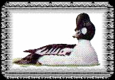 Duck.